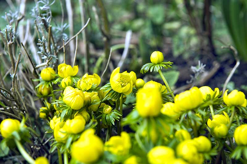 Vinterblommande vintergäck för pollinering